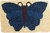 Schmetterling blau XL